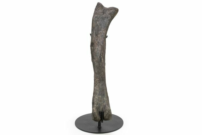 Hadrosaur (Hypacrosaur) Femur with Metal Stand - Montana #227775